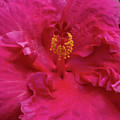Deep Pink