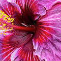 Deep Purple