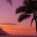 Goodnight Palm