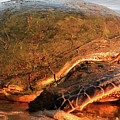 Honu
