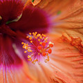 Sunset Flower