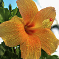 Yellow Hibiscus
